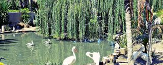 دنیای پرندگان کیپ تاون دنیای پرندگان کیپ تاون