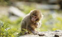 پارک میمون جیگکودانی پارک میمون جیگکودانی