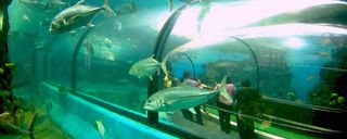 آکواریوم پوکت آکواریوم پوکت