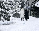 زمستان پارک نیاوران زمستان پارک نیاوران