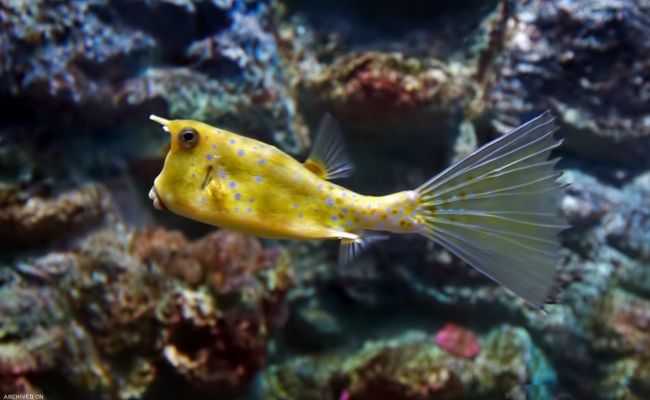 آکواریوم پوکت آکواریوم پوکت