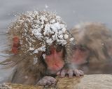 پارک میمون جیگکودانی پارک میمون جیگکودانی