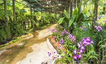 باغ ارکیده کوالالامپور باغ ارکیده کوالالامپور