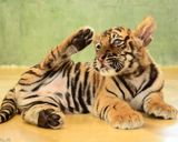 باغ وحش ببرهای پوکت باغ وحش ببرهای پوکت