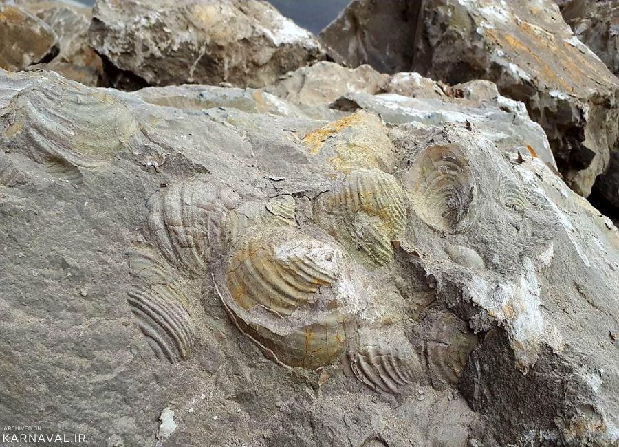 کشف سنگوارههای فسیلی صدفی در املش گیلان ☀️ کارناوال