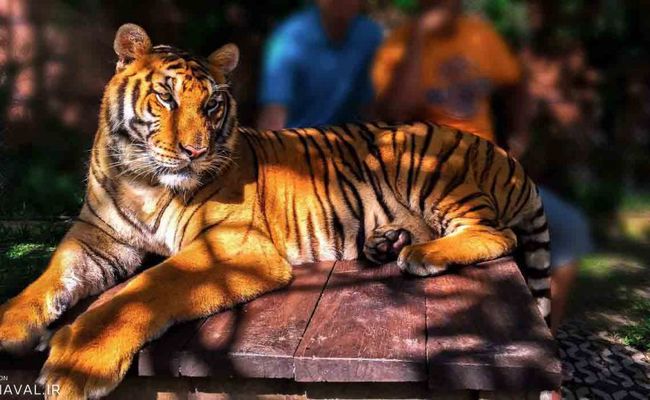 باغ وحش ببرهای پوکت باغ وحش ببرهای پوکت