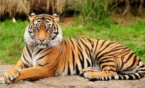 باغ وحش ببرهای پوکت باغ وحش ببرهای پوکت