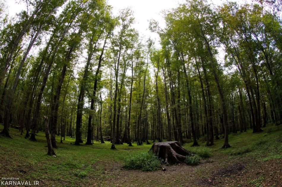 پارک جنگلی نور | Photo by : Unknown