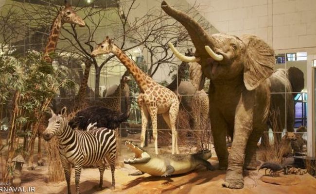 موزه دولتی داروین موزه دولتی داروین