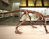 موزه پالئونتولوژی مسکو موزه پالئونتولوژی مسکو