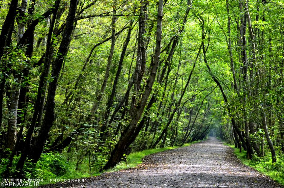 پارک جنگلی نور | Photo by : Unknown