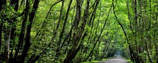 پارک جنگلی نور پارک جنگلی نور