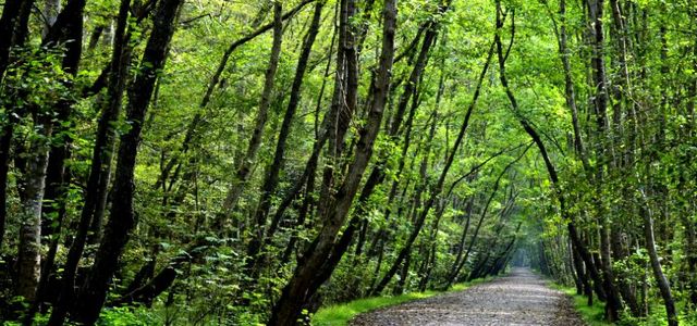 معرفی /پارک جنگلی نور مازندران | تفریح در طبیعت شمال ایران پارک جنگلی نور | Photo by : Unknown