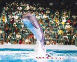 دلفیناریوم دبی دلفیناریوم دبی