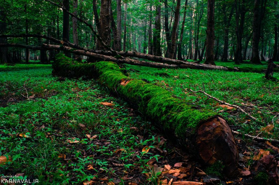 پارک جنگلی نور | Photo by : Unknown