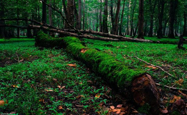 پارک جنگلی نور پارک جنگلی نور