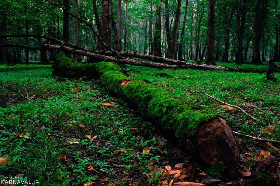 معرفی /پارک جنگلی نور مازندران | تفریح در طبیعت شمال ایران پارک جنگلی نور | Photo by : Unknown