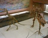 موزه پالئونتولوژی مسکو موزه پالئونتولوژی مسکو