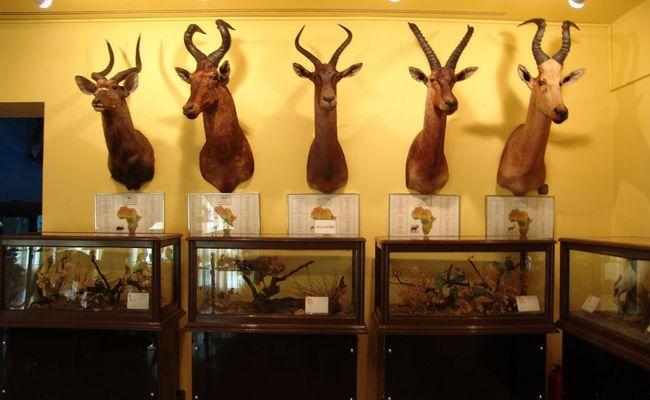 موزه تاریخ طبیعت و حیات وحش ایران موزه تاریخ طبیعت و حیات وحش ایران