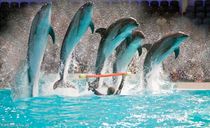 دلفیناریوم دبی دلفیناریوم دبی