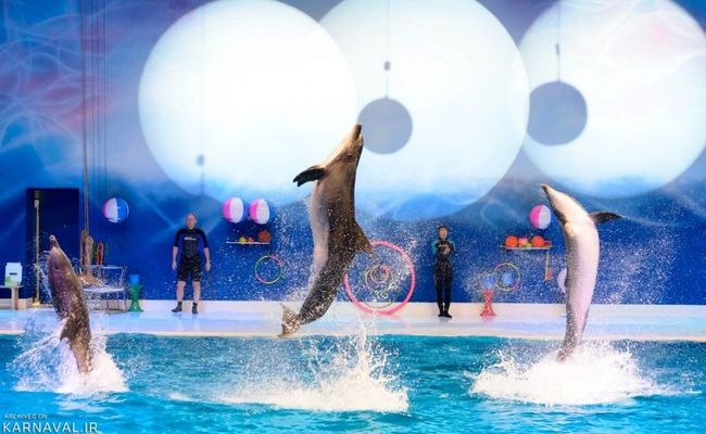 دلفیناریوم دبی دلفیناریوم دبی