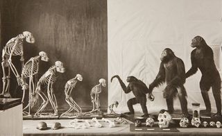 موزه دولتی داروین موزه دولتی داروین