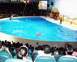 دلفیناریوم دبی دلفیناریوم دبی