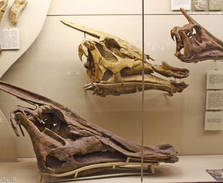 موزه پالئونتولوژی مسکو موزه پالئونتولوژی مسکو