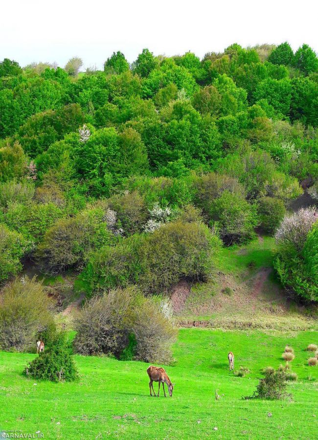 جنگل فندقلو نمین | Photo by : Hamed Ebadollahi