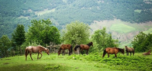 اسالم به خلخال