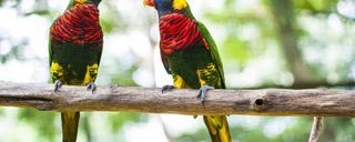 باغ پرندگان کوالالامپور باغ پرندگان کوالالامپور