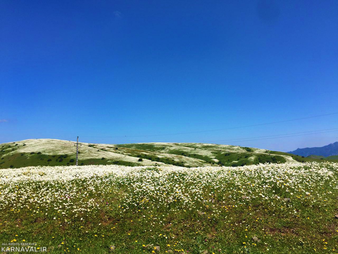 دشت بابونه جنگل فندقلو | Photo by : Mahsa Mehrabi | Karnaval