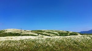 دشت بابونه جنگل فندقلو دشت بابونه جنگل فندقلو