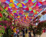 باغ گل میراکل دبی باغ گل میراکل دبی
