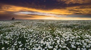 دشت بابونه جنگل فندقلو دشت بابونه جنگل فندقلو