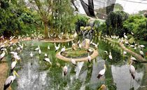 باغ پرندگان کوالالامپور باغ پرندگان کوالالامپور