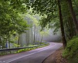 جنگل دالخانی جنگل دالخانی