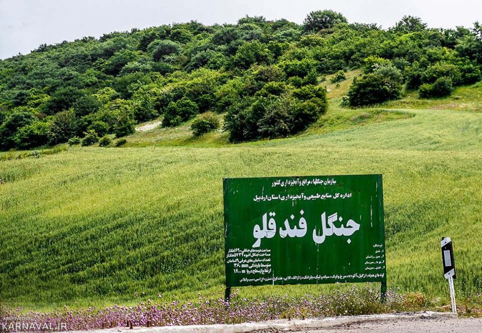 جنگل فندقلو | Photo by : Damun Pournemati | Mizan