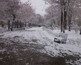 پارک شهر تهران در زمستان پارک شهر تهران در زمستان