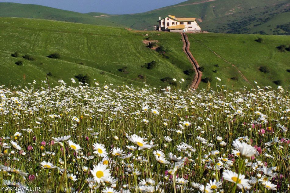 دشت بابونه جنگل فندقلو | Photo by : Taher Hazrati | Mehr