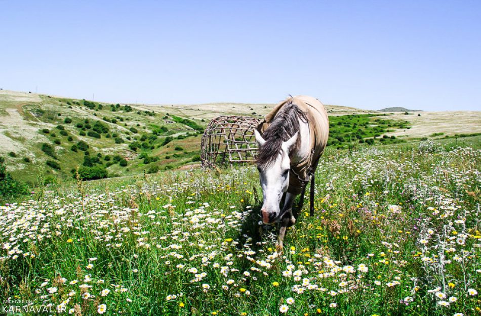 دشت های جنگل فندقلو | Photo by : Mousa Taghavi Namin | Isna