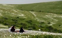 جنگل فندقلو نمین جنگل فندقلو نمین