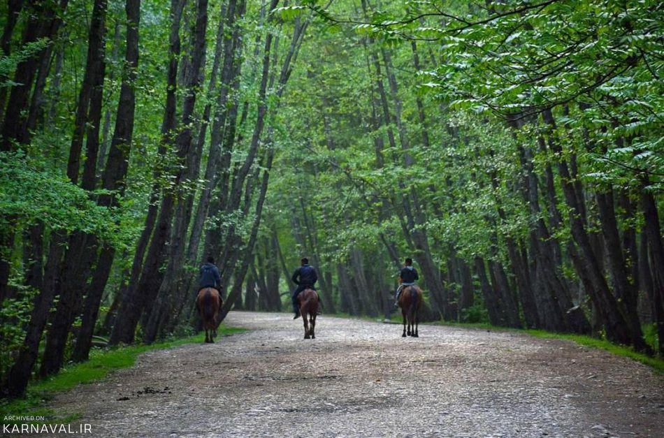 پارک جنگلی نور | Photo by : S.Reza Asvad