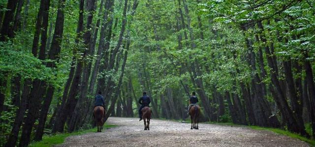 معرفی /پارک جنگلی نور مازندران | تفریح در طبیعت شمال ایران پارک جنگلی نور | Photo by : S.Reza Asvad