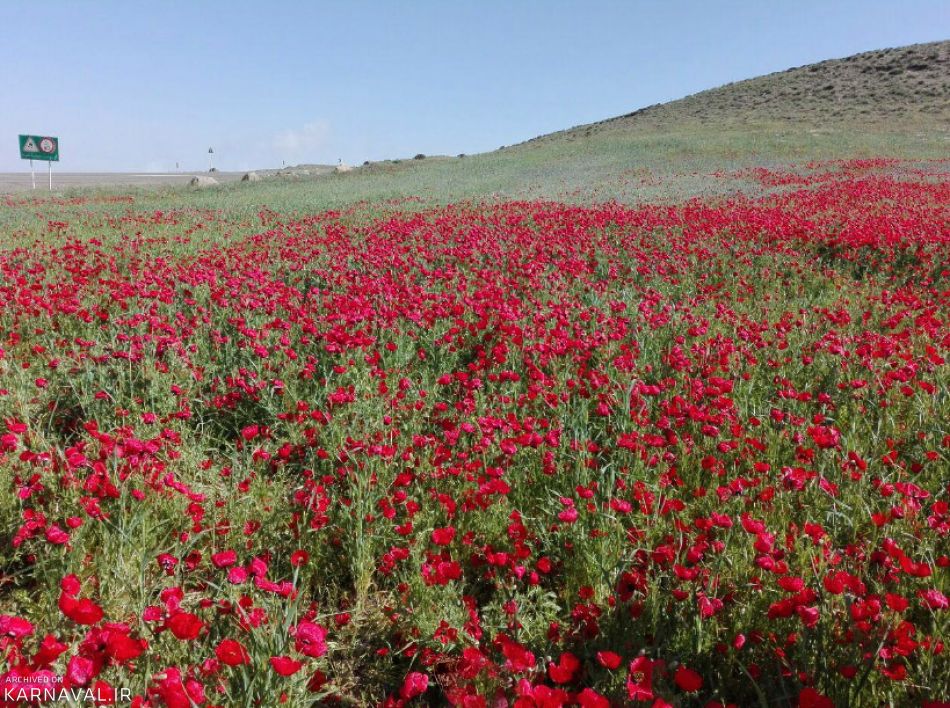 دشت گل جنگل فندقلو | Photo by : Unknown