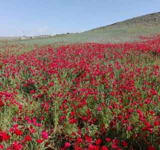 جنگل فندقلو نمین دشت گل جنگل فندقلو | Photo by : Unknown
