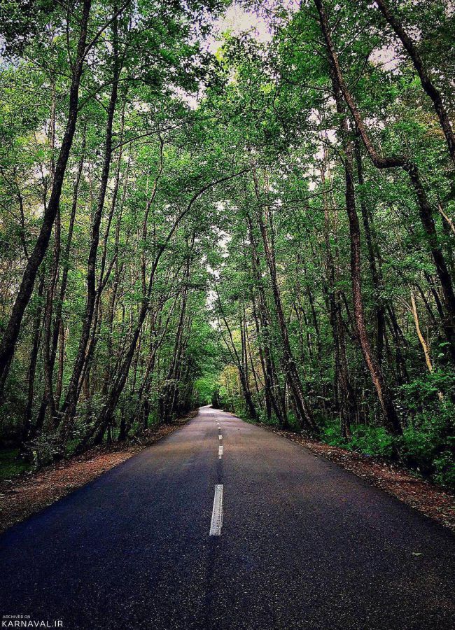 پارک جنگلی نور | Photo by : Unknown