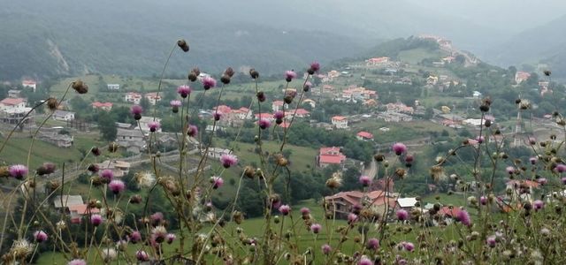 جنگل فندقلو نمین فندنقلو نمین | Photo by : Unknown