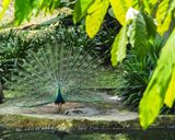 باغ پرندگان کوالالامپور باغ پرندگان کوالالامپور