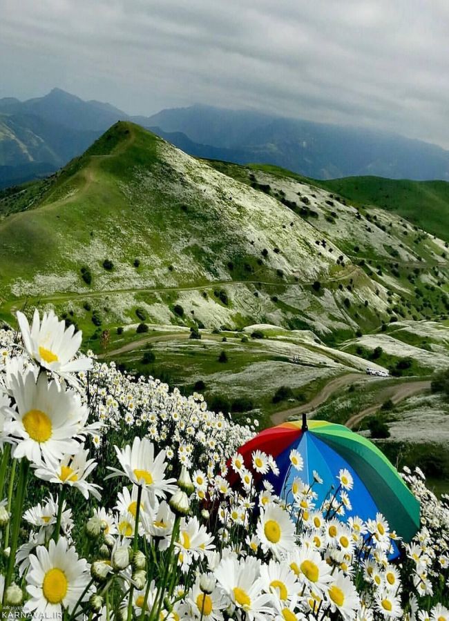 زیبایی های دشت بابونه | Photo by : aliamigh43